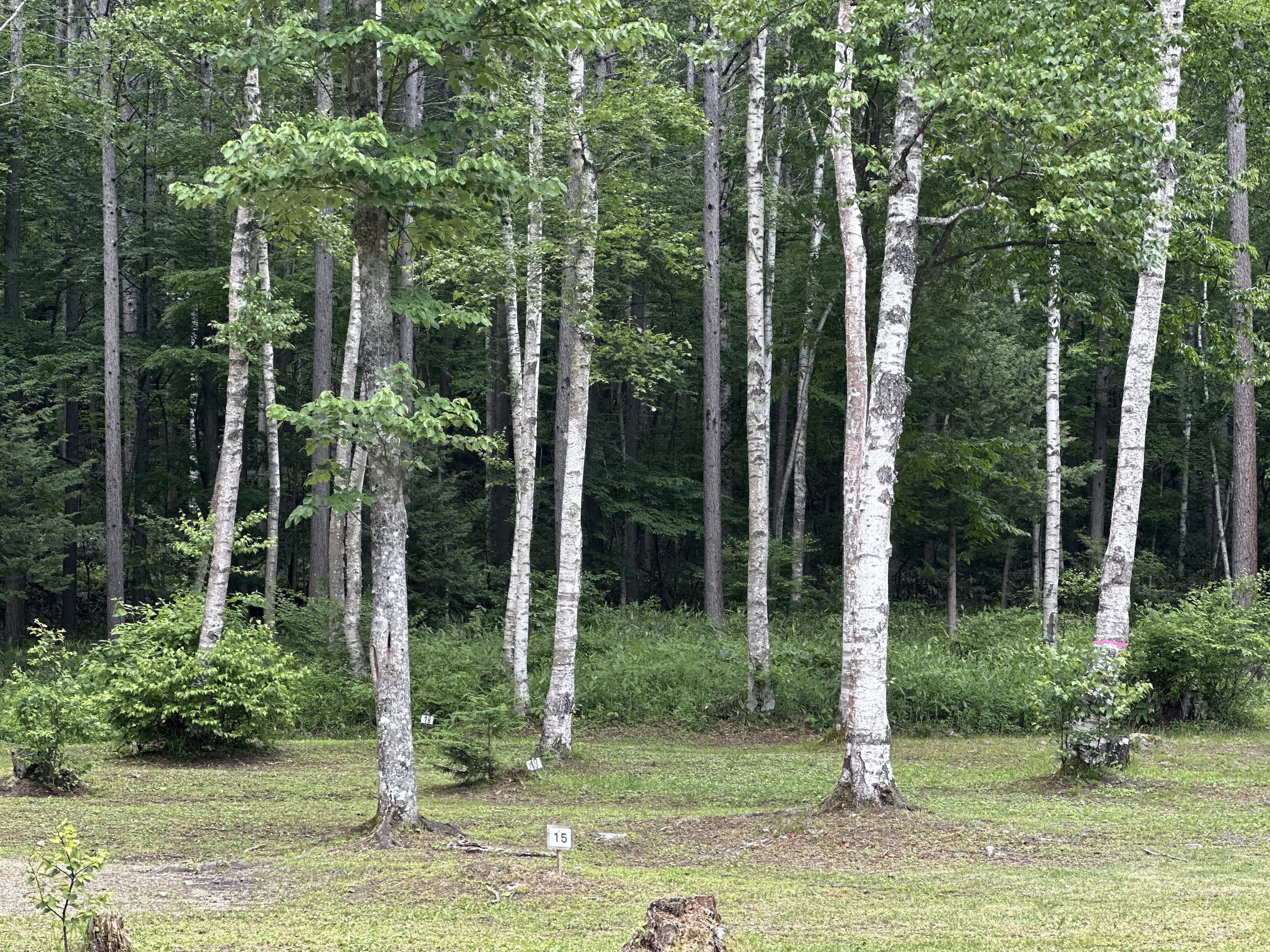 白樺のサイト風景