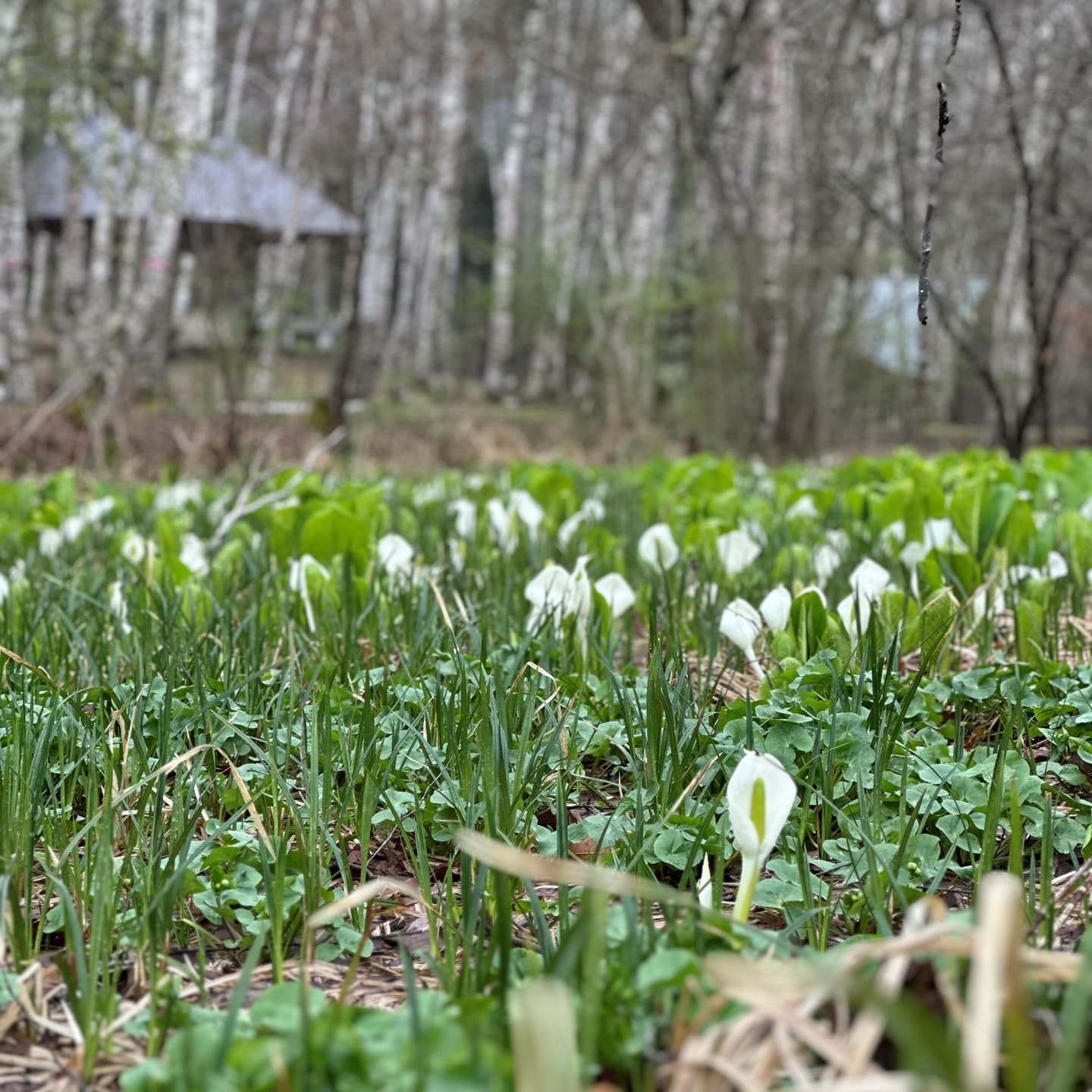 水芭蕉の咲く湿地帯