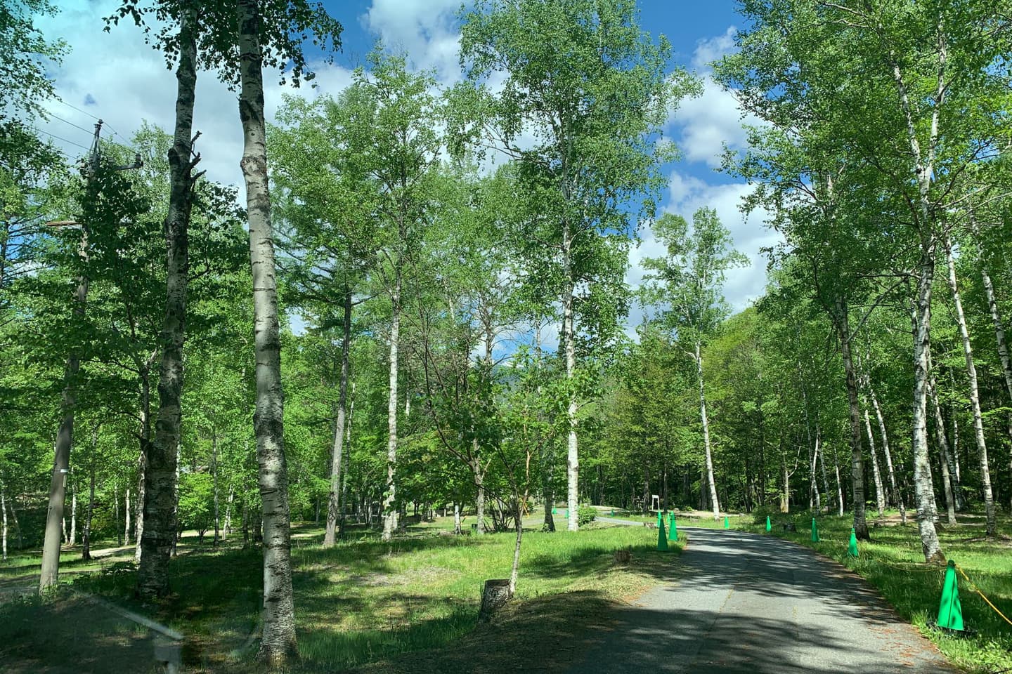 白樺のサイト風景