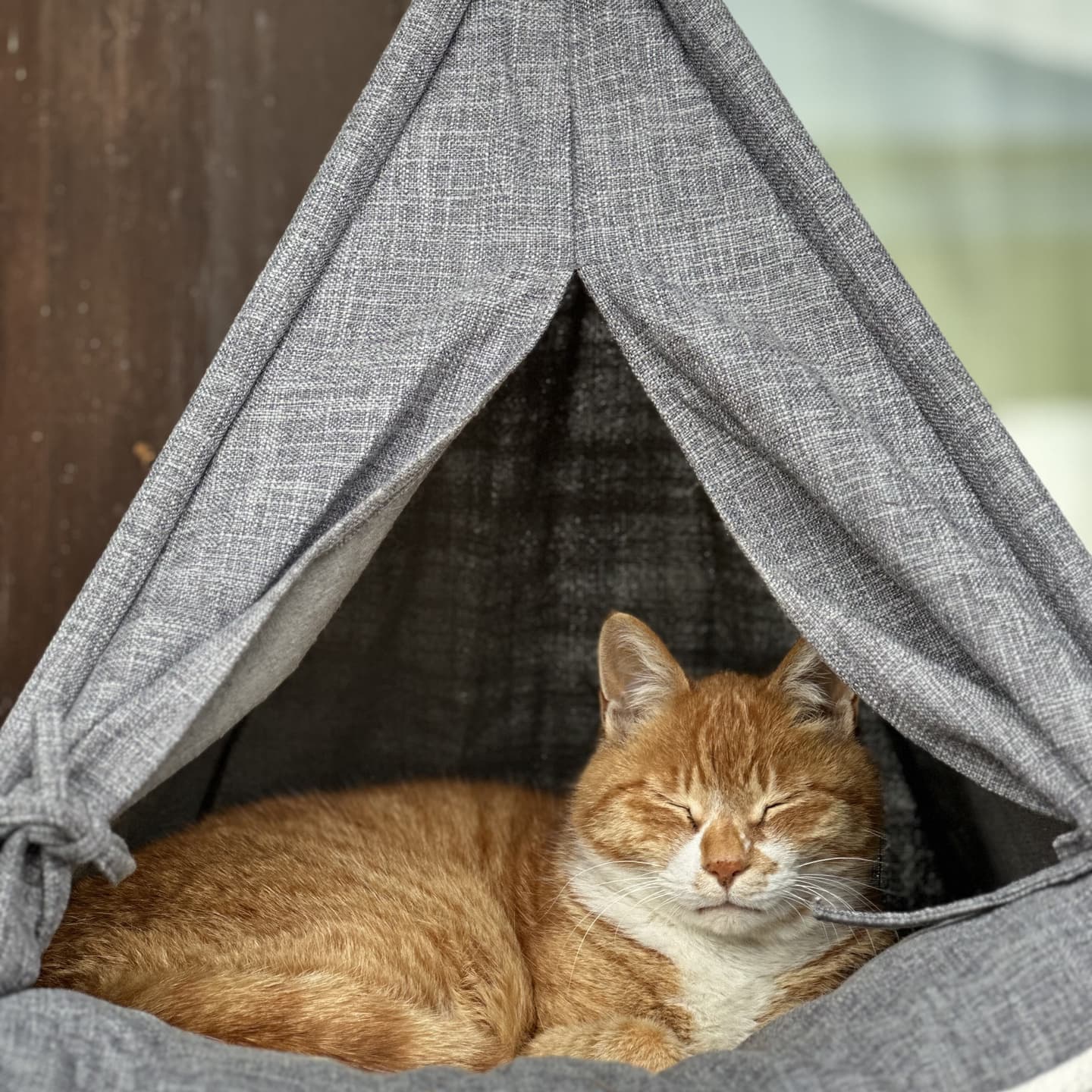 キャンプ猫・つくね