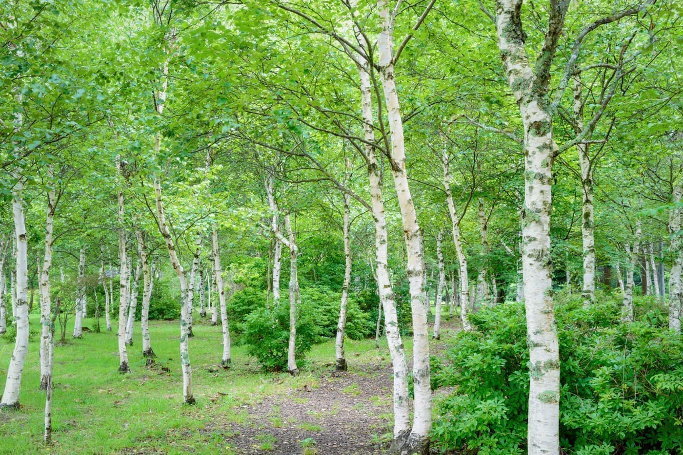 高ソメキャンプ場